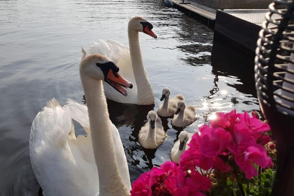 Out Of Amsterdam, River Apartment Close To City Broek in Waterland Exteriör bild